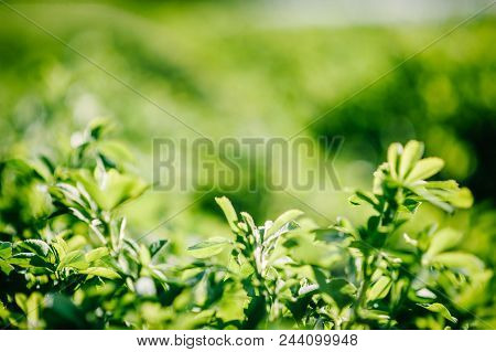 Green Field. Part Of Meadow, Grass In Background. Green Background For Text Away. Beautiful Green Gr