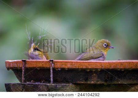 Cute Cape White-eyes (Zosterops virens) send water flying from a birdbath