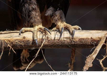 Paws Of An Eagle On A Branch In The Open Air