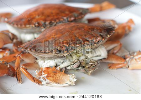 Boiled Stone Crab Body Builder. Cheliped Of The Crab, Prepared Raw Shell Animal At Homemade Gourmet 