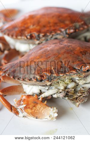 Boiled Stone Crab Body Builder. Cheliped Of The Crab, Prepared Raw Shell Animal At Homemade Gourmet 
