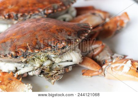 Boiled Stone Crab Body Builder. Cheliped Of The Crab, Prepared Raw Shell Animal At Homemade Gourmet 