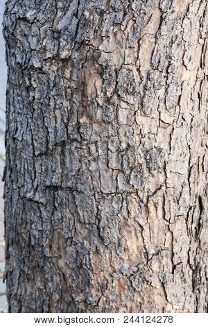 Photo Has Taken From Buca/izmir. A Nice Texture From A Tree Trunk.
