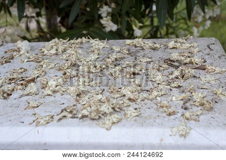 Photo Has Taken From Buca/izmir. Fallen Leaves Are On A Metal Container At A Park.