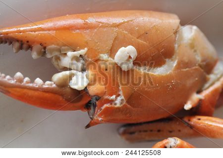 Broken Part Of Boiled Stone Crab Body Builder. Cheliped Of The Crab, Prepared Raw Shell Animal At Ho