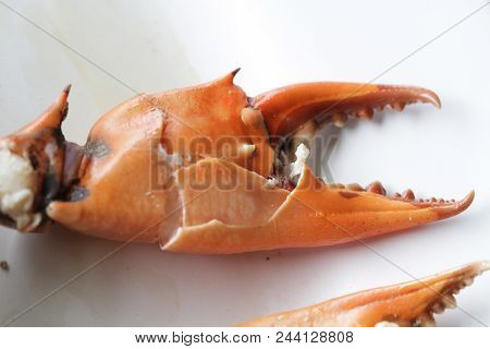 Broken Part Of Boiled Stone Crab Body Builder. Cheliped Of The Crab, Prepared Raw Shell Animal At Ho