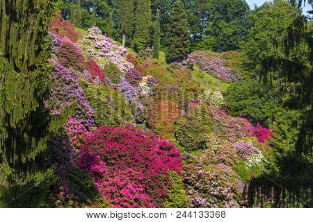 Beautiful Rhododendron In National National Park Located In Italy