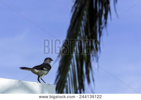 Northern Mockingbird (mimus Polyglottos) - Varadero, Cuba