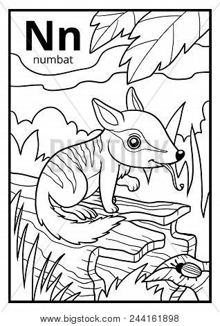 Coloring Book For Children, Colorless Alphabet. Letter N, Numbat