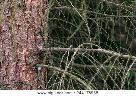 Texture Of A Bark Of A Pine With Branches, A Natural Background From A Pine