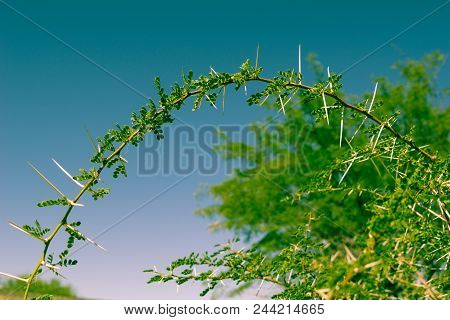 Long Thorns Of A Vachellia Nilotica Or White Thron Acacia Plant Branch Cross Processed Image
