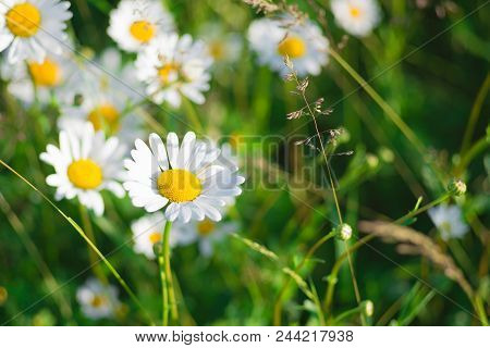 Green Grass And Chamomile Field In The Nature