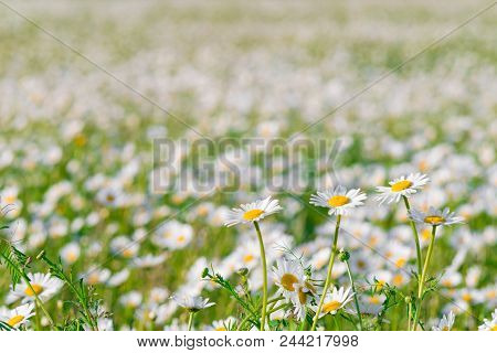 Green Grass And Chamomile Field In The Nature