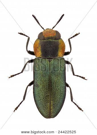 Anthaxia Discicollis