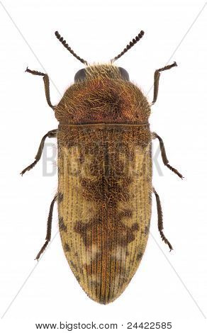 Acmaeodera Pilosellae