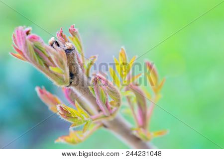 Rhus Typhina Plant Over Blurred Green Background. Shallow Depth Of Field.