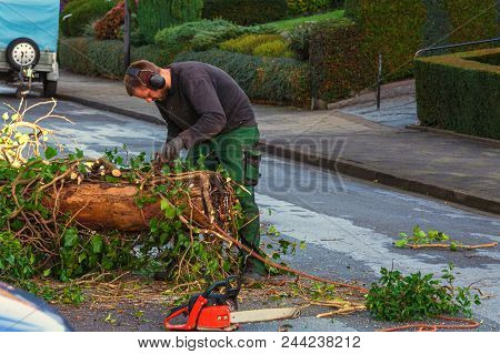 Forestry Worker Sawing A Tree Trunk With A Chainsaw And Professional Tool.