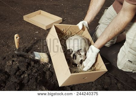 Skull Of Human Skeleton Packed To Box For Transportration On Summer Terrain Excavations In Field Loc
