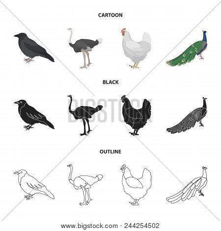 Crow, Ostrich, Chicken, Peacock. Birds Set Collection Icons In Cartoon, Black, Outline Style Vector 