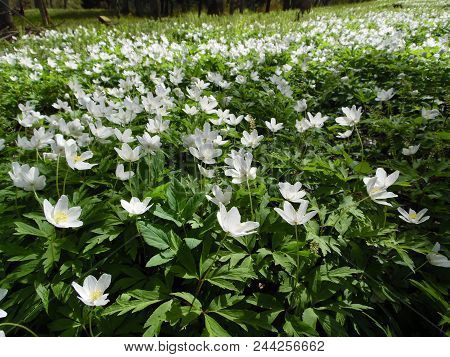 Latvia Madona. Lots Of White Spring Flowers.