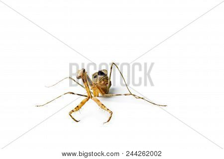 Praying Mantis Isolated On White Background. Pseudempusa Pinnapavonis