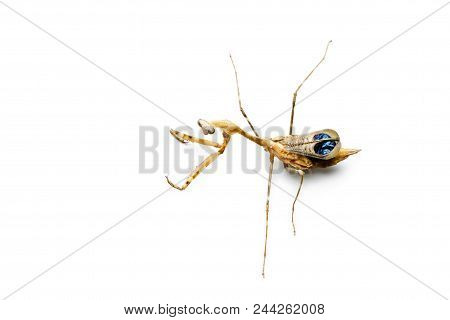 Praying Mantis Isolated On White Background. Pseudempusa Pinnapavonis