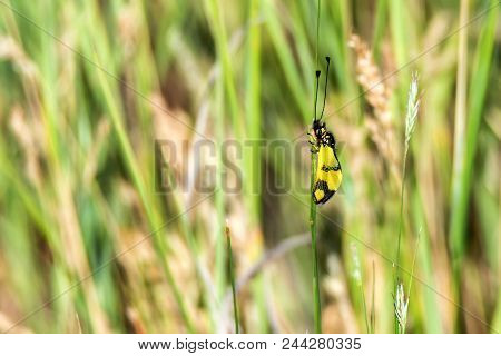 Close Up Small Bright Owlfly Or Ascalaphus Macaronius On Grass