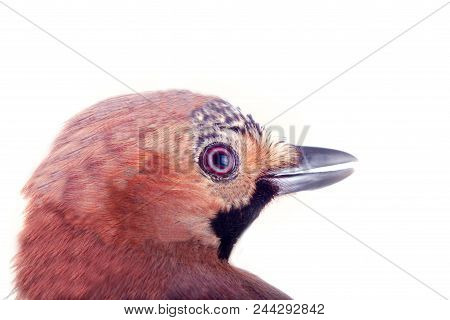 Common Jay (garrulus Glandarius) - Bird On White Background