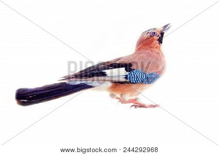 Common Jay (garrulus Glandarius) - Bird On White Background