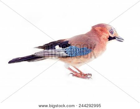 Common Jay (garrulus Glandarius) - Bird On White Background