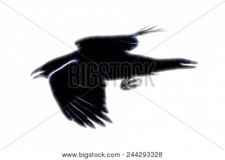 Raven In Flight, Animal Painting