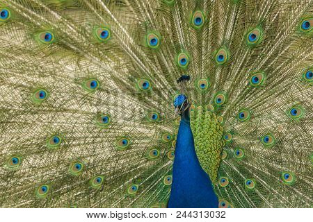 Male Peacock Close Up Displaying His Tail Feathers.