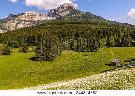 Field With White Poet`s Narcissus And Green Juicy Grass On A Spring Sunny Day.in Background Loser Mo