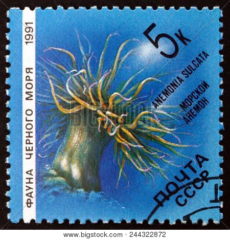 Russia - Circa 1991: A Stamp Printed In Russia Shows Mediterranean Snakelocks Sea Anemone, Anemonia 