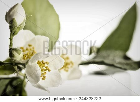 Jasmine Flower On The White Background, Select Focus Close Up