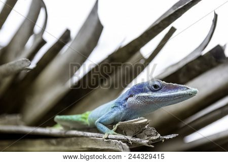 Cuban Male Lizard Allisons Anole (anolis Allisoni), Also Known As The Blue Headed Anole - Varadero, 