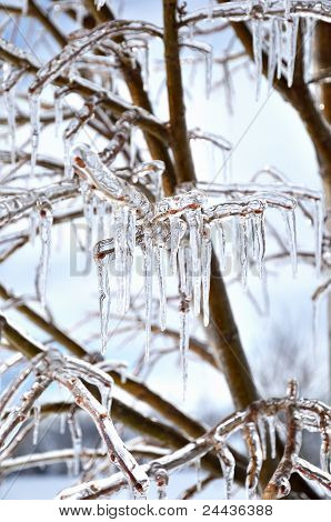 Icecircles On The Tree Branches