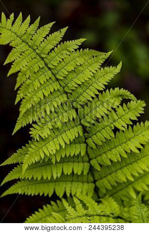 Detail Of The Wood Fern Dryopteris Remota Leaves