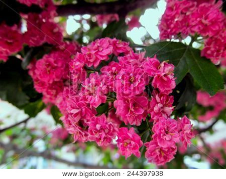 Amazing Pink Inflorescence Of Small Double Flowers Of Ornamental Hawthorn. Beautiful Floral Blurred 