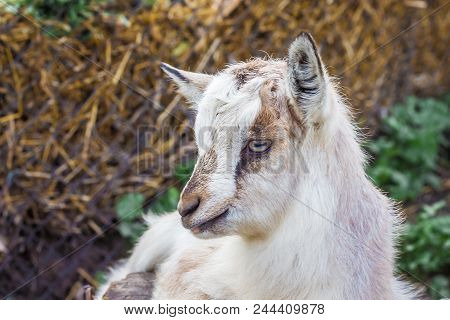 A Little White Goat Resting On The Pasture Of A Farm On A Hot Summer Day