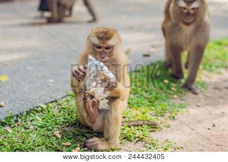A Macaca Monkey, Khao Toh Sae Viewpoint On The Highest Hill In Phuket, Thailand.