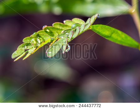 Dew Drop On Fresh Simple Type Leaf And Pinnately Compound Type Leaf On The Same Tree