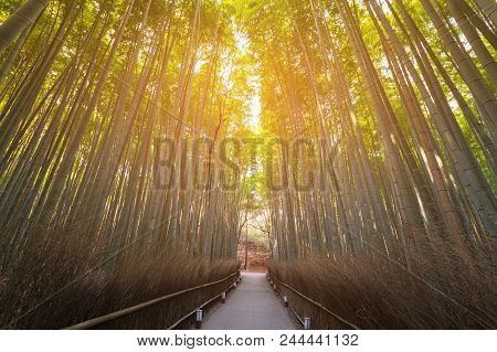 Walking Way Over Bamboo Forest Kyoto Japan, Natural Landscape Background