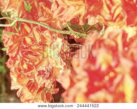 Rhododendron Plants In Bloom With Flowers Of Different Colors. Azalea Bushes With Water Droplets On 