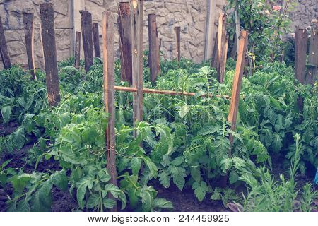 Seedling Of Tomatoes In Greenhouse Summer Garden Background