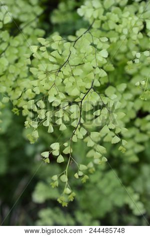 Delta Maidenhair Fern Leaves - Latin Name - Adiantum Raddianum