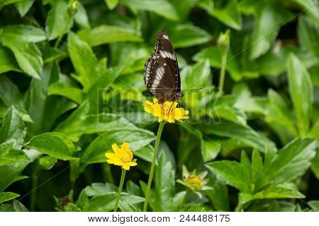Butterfly Insect And Yellow Singapore Daisy Flower