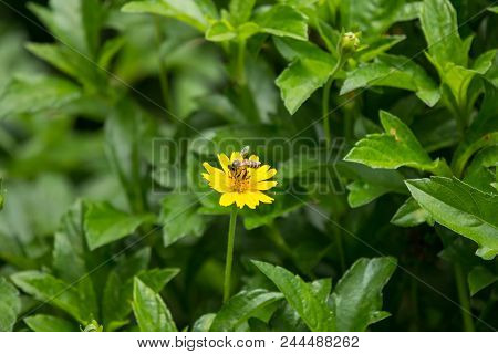 Bee Insect And Yellow Singapore Daisy Flower