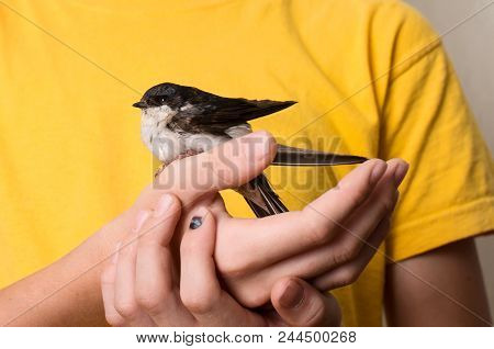 Child Hands With Injured Swallow Bird Close Up. Saving Wild Birds Concept.