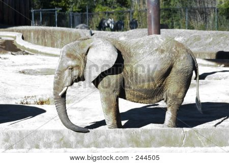Elephant